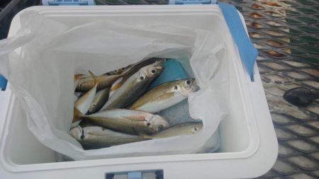 アジのサイズが良くなりました　下関フィッシ…